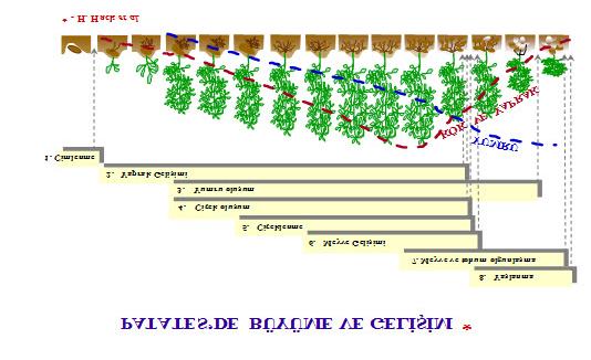 Şekil-3: Patates bitkisinin gelişme dönemleri Şekil-4: Patates bitkisinde gelişme dönemlerine göre kuru madde oluşumu Şekil-1 ve şekil-2 de verilen patates bitkisinin gelişmesi ve kuru madde