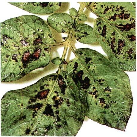 Magnezyum noksanlığında damarlar yeşil kalır, potasyum noksanlığında ise damarlarda sararı ve kahve rengine