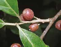 elaeagrifolia Gri- Genç Sürgün Gri