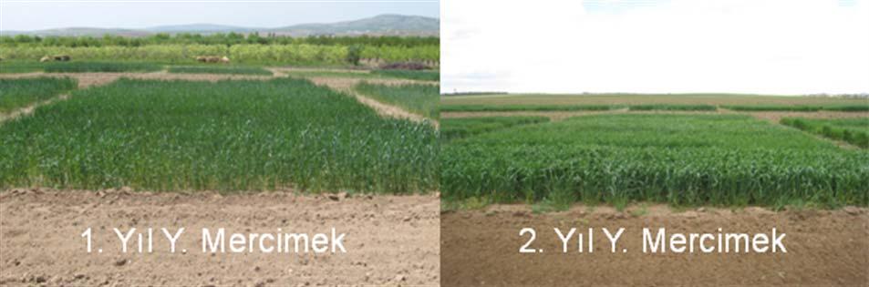 Şekil 4.9 Birinci ve ikinci yıl yazlık mercimek parselleri 4.