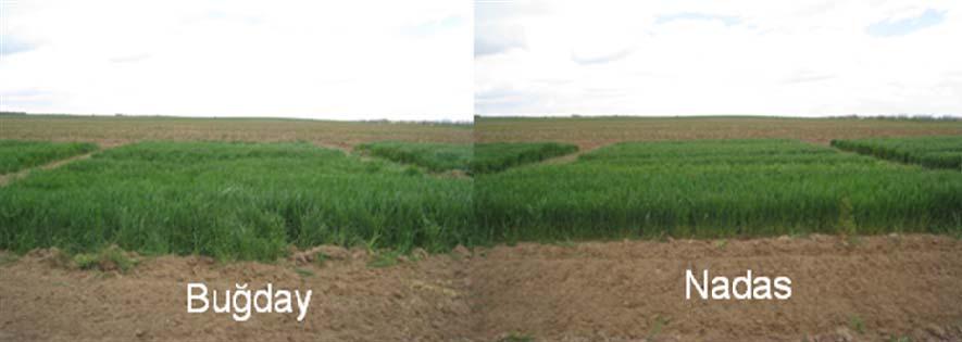 Şekil 4.7 İkinci yıl buğday ve nadas parselleri Çizelge 4.