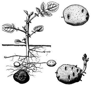 Solanum tuberosum