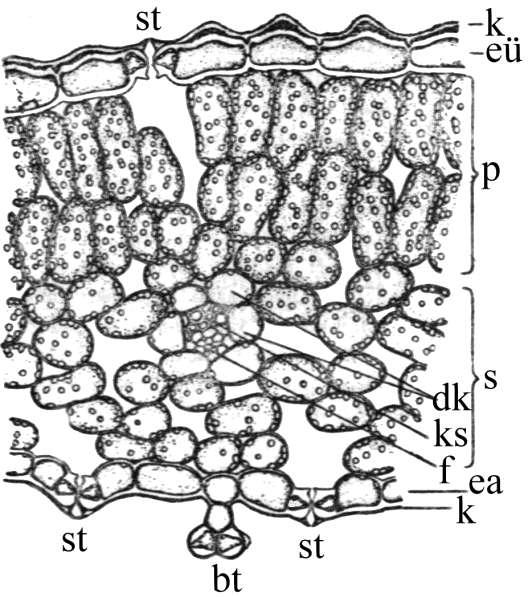 Bifasiyal (Dorsiventral) yaprak enine kesiti, Digitalis ferruginea (Pas Renkli Yüksük Otu). k. Kutikula, st.