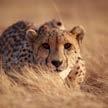 A cheetah, the fastest animal of the lands, can run 140 km per hour.