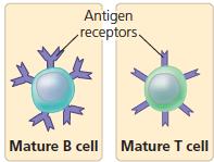 SONRADAN KAZANILAN BAĞIŞIKLIK *Sonradan kazanılmış bağışıklık sadece omurgalılara özgüdür. *Kazanılmış bağışıklık, lenfosit denen akyuvar tiplerinden T ve B hücrelerine dayanır.