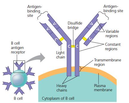 Bazı lenfositler, kemik iliğinden timusa (kalbin yukarısında göğüs boşluğunda) göç eder ve burada gelişerek T hücrelerine dönüşürler. Kemik iliğinde olgunlaşanlar B hücreleridir.