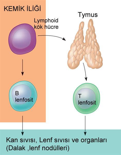 Lenfositler diğer kan hücreleri gibi kemik iliğinde kök hücrelerden oluşurlar.