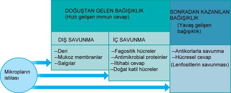 GENEL ÖZELLİKLER Vücudun kendini çeşitli hastalık meydana getirici etkenlere karşı savunması immün sistem (Bağışıklık) tarafından gerçekleştirilir.