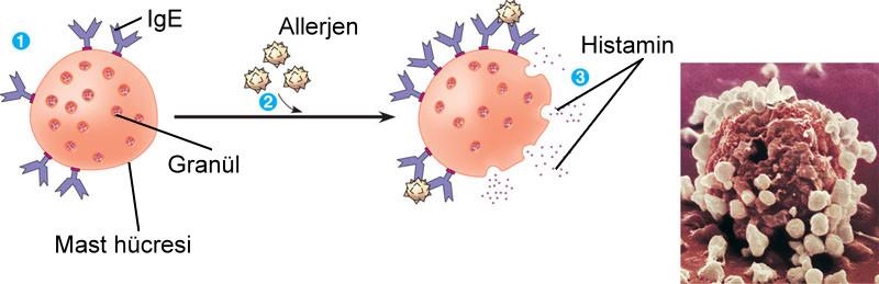 ALERJİ Alerjenlerin mast hücreleri üzerindeki IgE reseptörlerine bağlanması sonucu mast hücreleri histamin, serotonin salgılarlar.