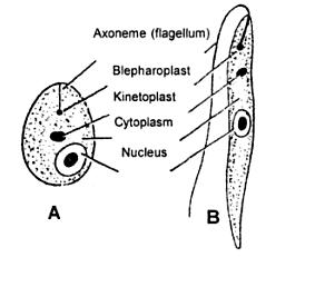 4 almaktadır. Blefaroblastın yakınında ise parabasal cisimcik ya da kinetoplast olarak isimlendirilen yapı bulunmaktadır. Ancak herhangi bir sitozom bulunmamaktadır.