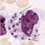 Öncelikle kinetoplast ve blefaroplast bölünür ve böylece çiftlerini oluştururlar. Yeni kamçı blefaroplastlardan bir tanesinden gelişmeye başlarken, eski kamçı diğer blefaroplasta tutunmuş halde kalır.