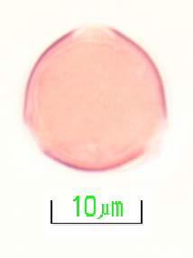 c Resim 1.5 a. Portulacaceae, b.