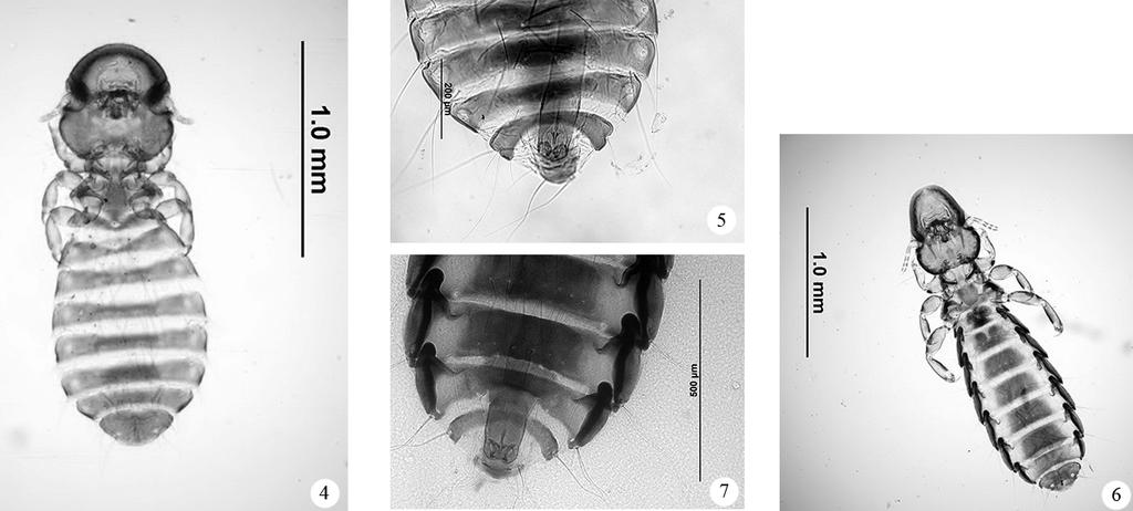 Degeeriella fusca, erkek genitalia (orijinal) Daha önceki çalışmaların (2-9) materyalini genel olarak ölü bulunan veya yaralı olarak Selçuk Üniversitesi Veteriner Fakültesi kliniklerine getirilen