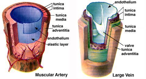 Arterler Kanı dokulara yüksek basınç altında taşımak Güçlü damar çeperi, Hızlı kan akışı Damar