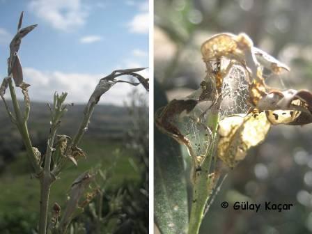 Şekil 1. Palpita unionalis (Hübn.) in zeytin bitkisinin sürgünlerindeki zararı.