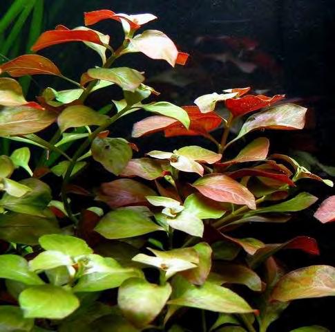 Ludwigia repens (sürünücü