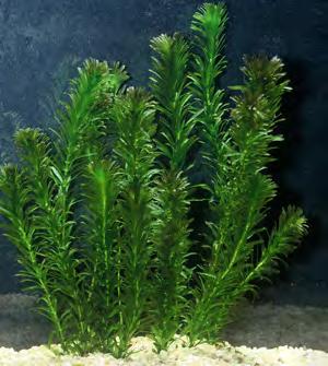 Elodea canadensis (bataklıkseven)(elodea) Tatlı su bulunan