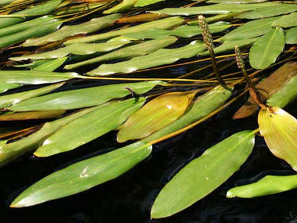 Potamogeton (susümbülü) Durgun