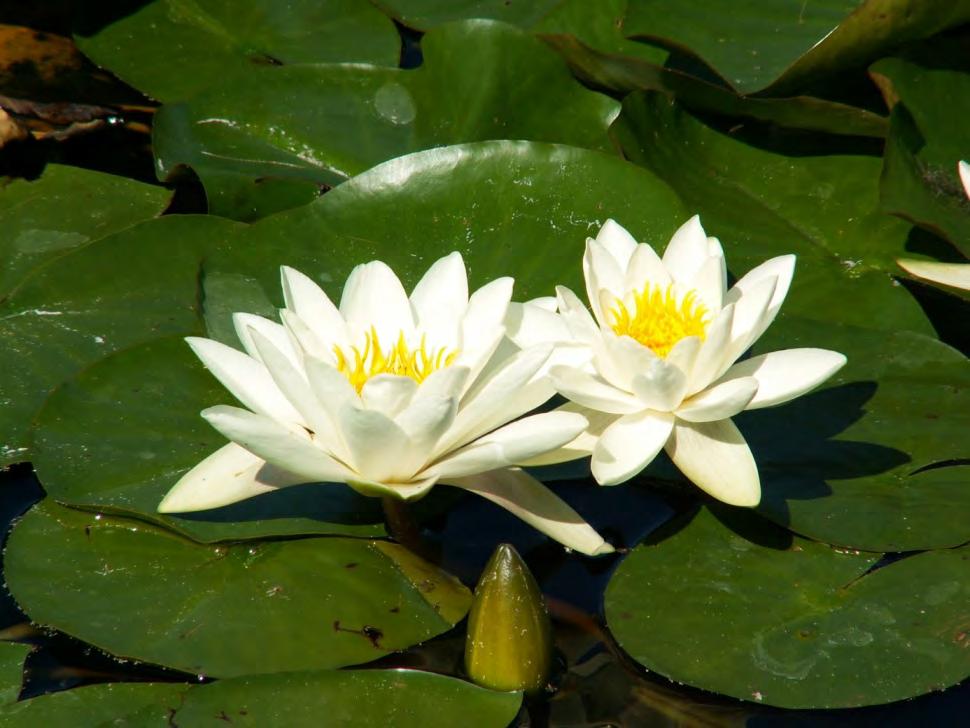 Nymphaea alba (beyaz