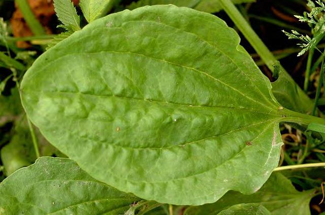 Plantago major (İri sinirotu) Akıntı ve