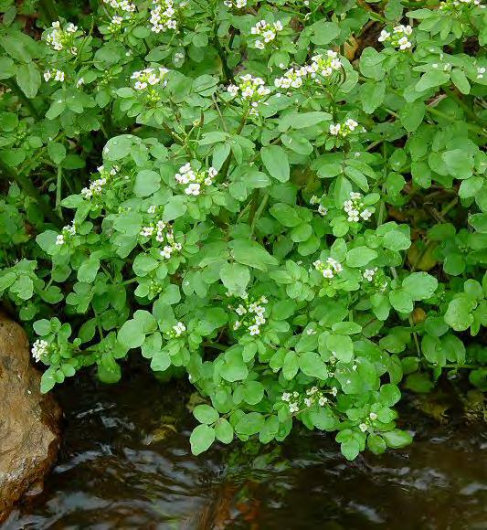 Nasturtium officinale (suteresi) Toprakaltı gövdeleri olup, temiz kaynak sularında, göllerde ve