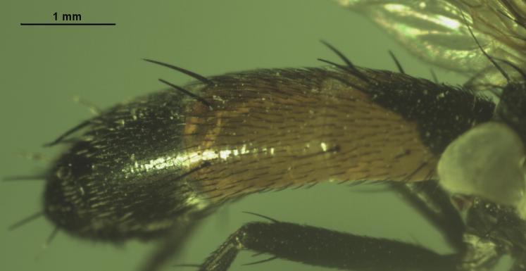 Cylindromyia