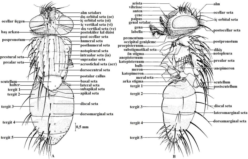 6 Şekil 2.2. Lydella stabulans (Meig.