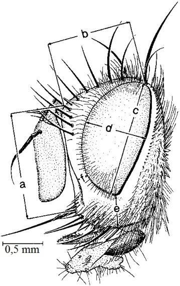 7 A. B. C. D. E. Şekil 2.3. Tachinidae familyasında baş, anten, proboscis ve scutellum A. Phryxe nemea (Meig.
