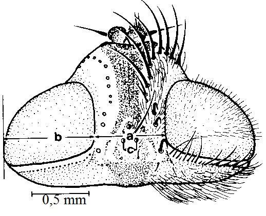 Pseudoperichaeta nigrolineata (Walk.) da başın üstten görünüşü (a: Alın genişliği, b: Göz genişliği), C.