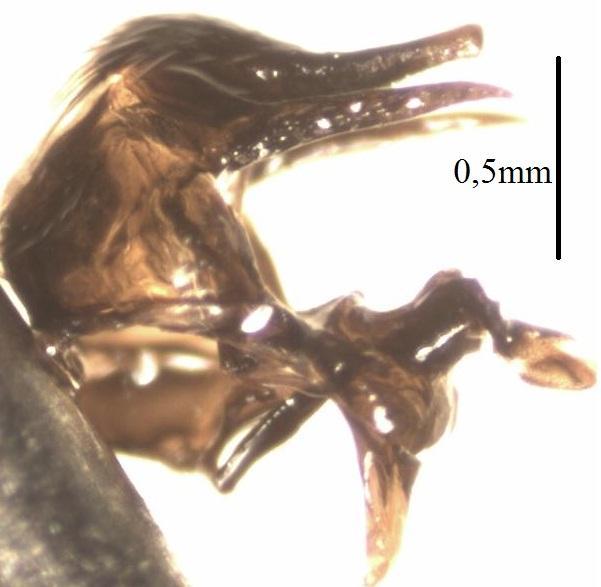 61 a b Şekil 4. 16.Pales pavida (Erkek) a,b- Genitalia (Atay, 2011). Dünyadaki dağılışı: İsrail (Kugler, 1963); Polonya (Draber-Monko ve ark.