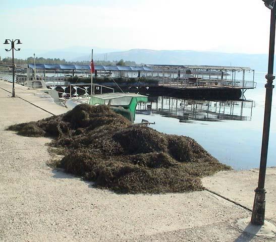 canadensis popülasyonu (3 m boyunda) ve balıkçı barınağından çıkartılmış yığınları 1950 li yıllarda içilebilir ve oligotrofik özellikte bir su kalitesine sahip olan Eğirdir Gölü bu özelliğini 80