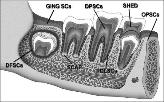 9 Günümüzde; ağız ve diş yapısının birden fazla bölgesinden kök hücre izolasyonunu sağlayabilmek mümkündür.