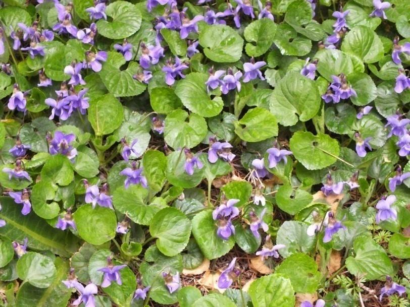 4.2. Morfolojik Sonuçlar 4.2.1. Viola odorata L. Taksonuna Ait Sonuçlar (ġekil 4.2.1.1 ġekil 4.2.1.5) Çok yıllık 5-15 cm. uzunlukta bir bitkidir. 3-12 cm. uzunlukta stolon gövdeye sahiptir.