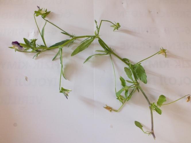 4.2.4. Viola arvensis Murray Taksonuna Ait Sonuçlar (ġekil 4.2.4.1 ġekil 4.2.4.5) Tek yıllık bir bitkidir. Gövde uzunluğu 10-20 cm. dir ve dallanmıģtır.