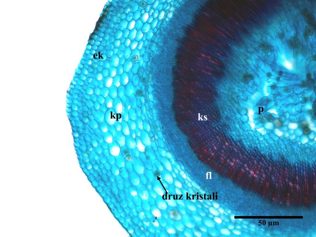 ep: epidermis, kl: kollenkima, kp: korteks parankiması) ġekil 4.3.1.7 V.