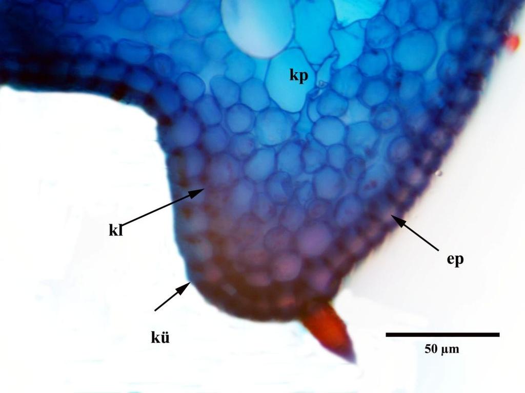 parankiması, fl: floem, ks: ksilem, sk: sklerankima, öp: öz parankiması) ġekil 4.