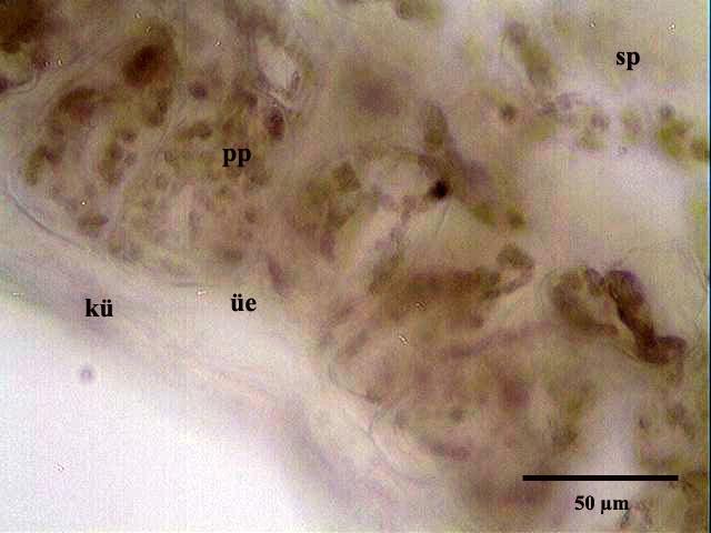 Kök anatomisi; Genel olarak sekonder yapıya geçmiģ bir kök anatomisi görülmektedir. Koruyucu doku olarak epidermis ve eksodermis parçalı olup, belirgin değildir.