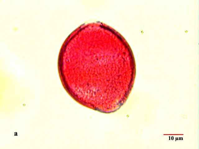 4.4.3. V. kitaibeliana Roem.