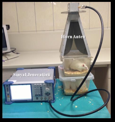 adet sıçanın konulduğu iki adet pleksiglas kafes üst üste yerleştirilerek horn antenin altına konuldu. Şekil 1.