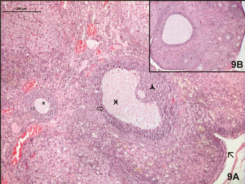 Resim 9A,B. Melatonin uygulanan grupta küçük büyültmeli resimlerde tüm ovaryum yapılarının normal görünüm sergilediği izleniyor.