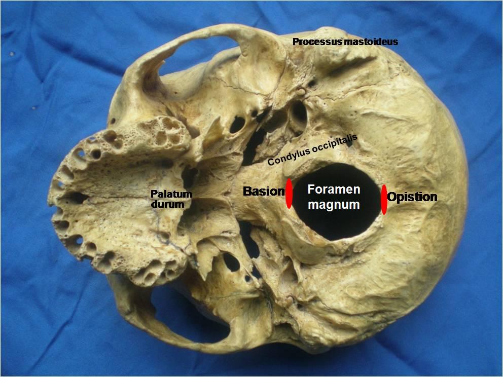 3 Şekil 1: Basis cranii externa nın alttan görünümü. Os temporale: Kafa iskeletinin kısmen yan, kısmen de alt bölümünün yapısına katılmaktadır. Üç bölüm halinde incelenir.