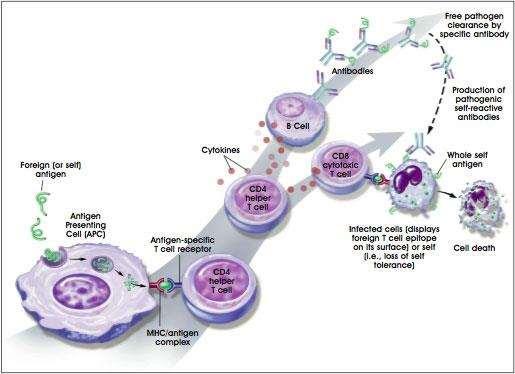 B hücre B Cell aktivasyonu Activation