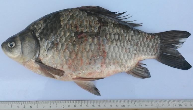 1758), Alburnus escherichii Steindachner, 1897, Pseudorasbora parva (Temminck ve Schlegel, 1846); Atherinidae familyasından Atherina boyeri Risso, 1810 ve Esocidae familyasından, Esox lucius L.