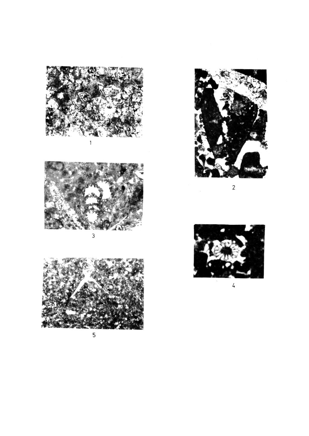 TUNÇ LEVHA I - PLATE I Şekil 1: Dolomitik kireçtaşının mikroskoptaki görünümü, x 50. Şekil 2: Trocholina cf. elongata (LEOPOLD), x 50. Şekil 3: Pseudocyclammina cf. lituus (YOKOYO- MA).