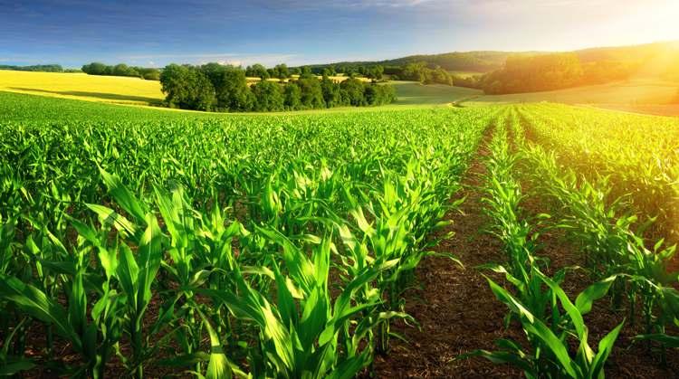 BioVerim Organik Solucan Gübresi Nedir? BioVerim Organik Solucan Gübresinin Faydaları Nelerdir? Topraktaki Organik Madde miktarını arttırır. %100 Organik tarımda kullanıma uygun gübrelerdir.