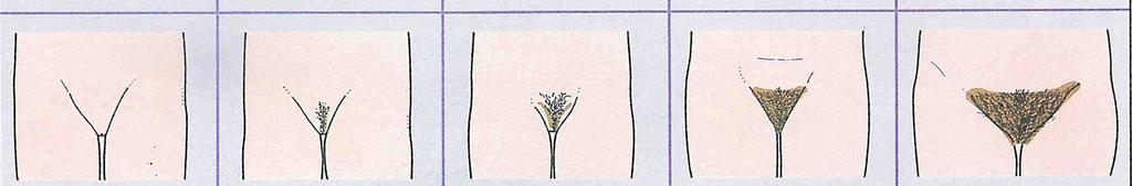 İki fenomenin de ayrı endokrin organlar tarafından kontrol edilmesi nedeni ile evrelendirilmeleri de ayrı ayrı yapılmaktadır.