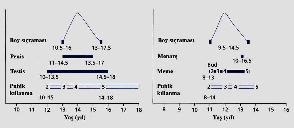 Erkeklerde pubertenin ilk bulgusu testis volümünün 4mL nin üzerine çıkmasıdır, Prader orşidometresi (Şekil 2.3) ile fizik muayenede tesbit edilebilir.