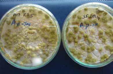 mlanm MKS5 ile SF1KL4 zolatlar Konu ile ilgili yap lan çal malarda, laktik bakterilerin antifungal etkilerinin, MRS agar n