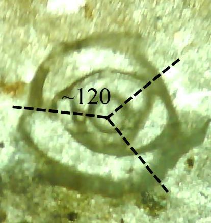 13. Triloculina Kingdom : Protisa Phylum : Sarcodonia Order : Foraminiferida Suborder : Miliolina Family : Miliolidae Genus : Triloculina Yaş :Jura- Günümüz Loca Sarılımı :Milioline Coling Duvar