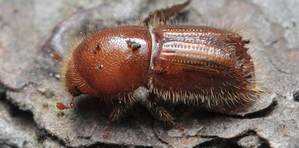 Kabuk Böcekleri Toros sediri ormanlarında Sedir Yaprak Kelebeği, Acleris undulana ve Sedir Kabuk Böceği, Orthotomicus tridentatus en önemli tehdit unsurlarıdır. A. undulana larvalarının önemli oranda ibre kayıplarına neden olması, ağaçlarda artım kayıplarına ve zayıflamaya yol açmaktadır.